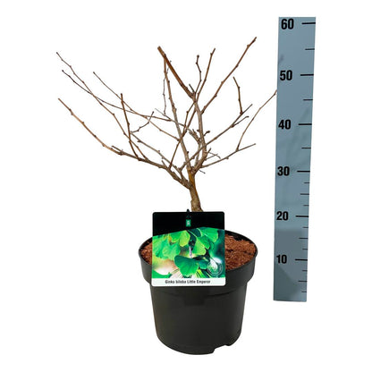 Ginkgo biloba &