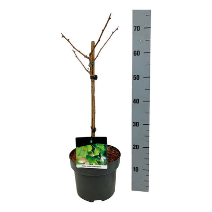 Ginkgo biloba &