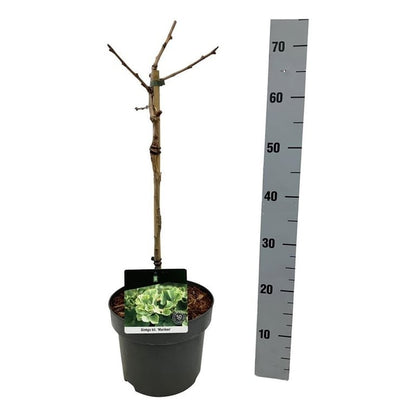 Ginkgo biloba &