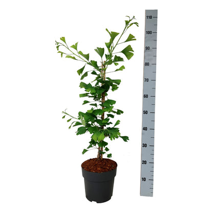 Ginkgo biloba &