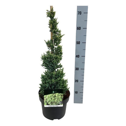 Juniperus squamata &