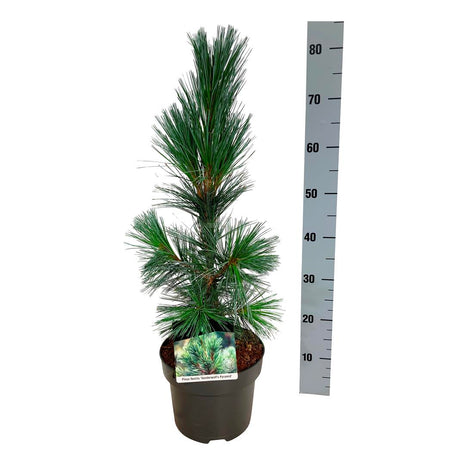 Pinus flex. 'Vanderwolf's Pyramid'