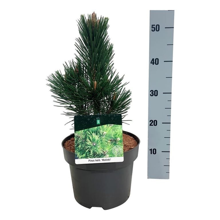 Tall heldreichii &