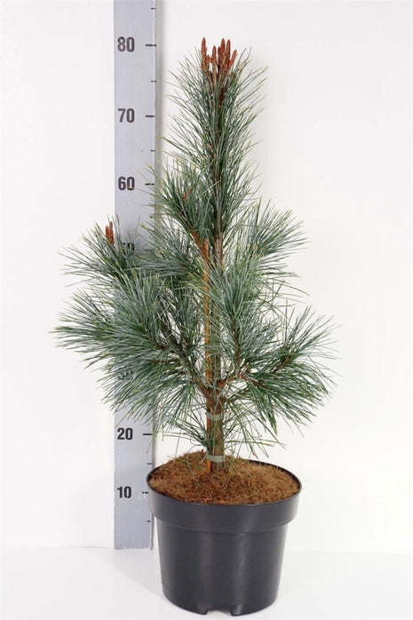 Pinus monticola "Ammerland"