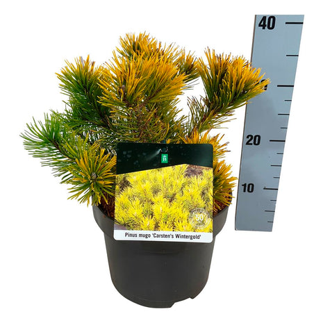 Pinus mugo 'Carsten's Winter Gold'