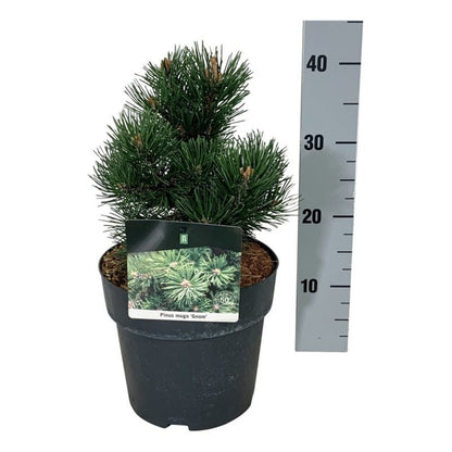 Pinus mugo &