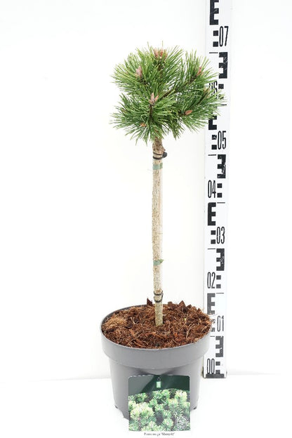 Pinus mugo &