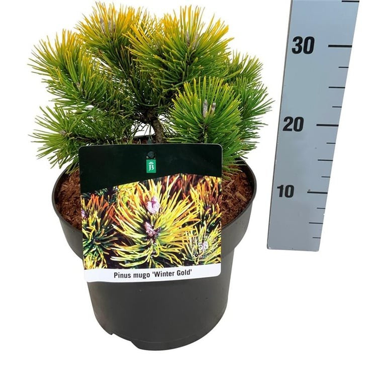 Pinus mugo &