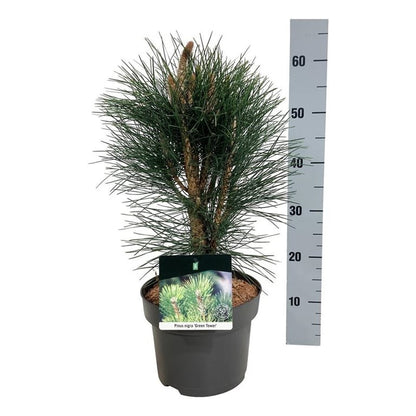 Pinus nigra &