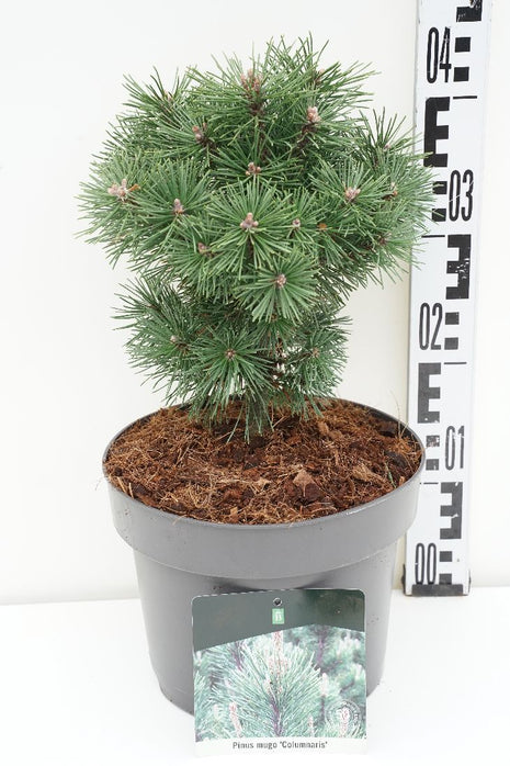 Pinus mugo 'Columnaris'