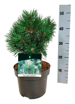 Pinus mugo 'Columnaris'
