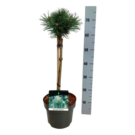 Pinus mugo 'Columnaris'