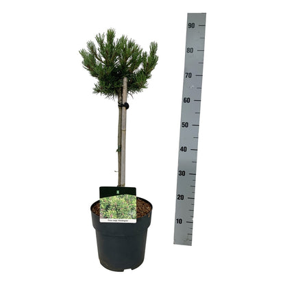 Pinus mugo &