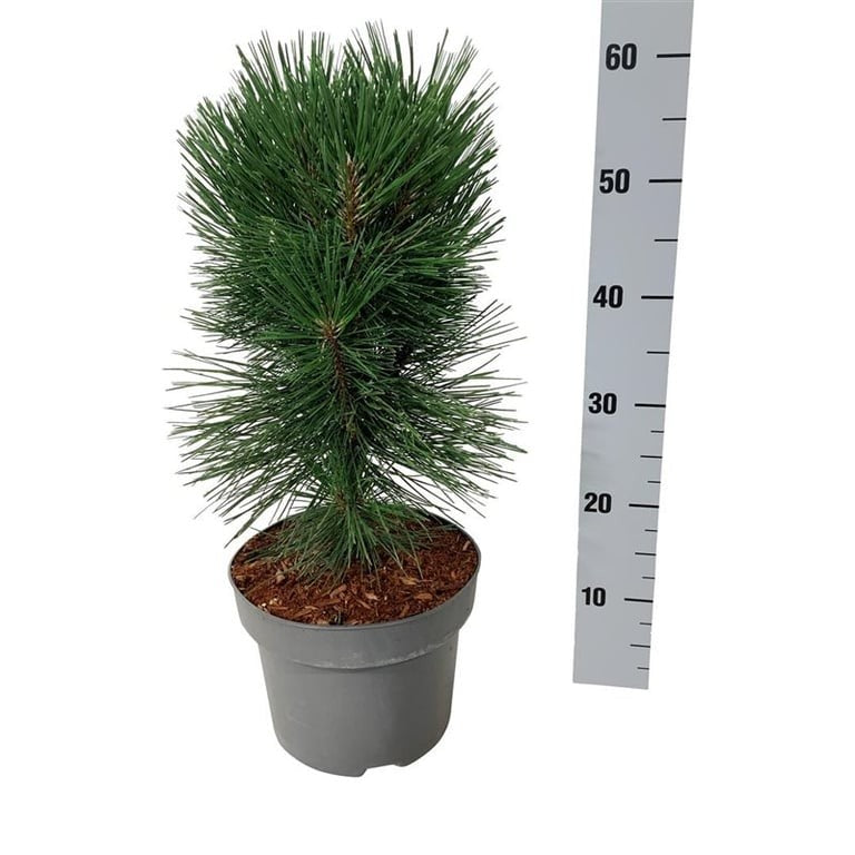 TW-2788284