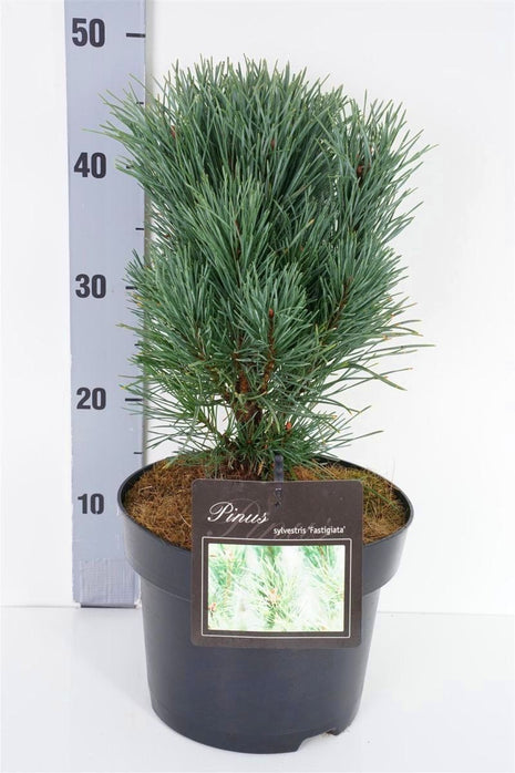 Pinus sylve. "Fastigiata"