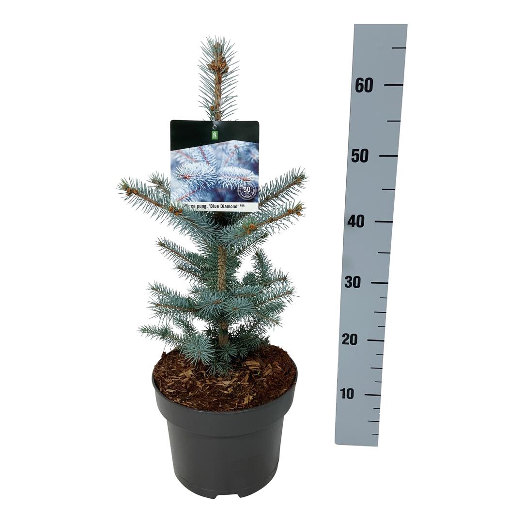 Picea pungens &