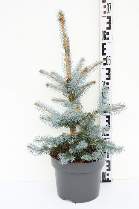 Picea pungens 'Blue Diamond'