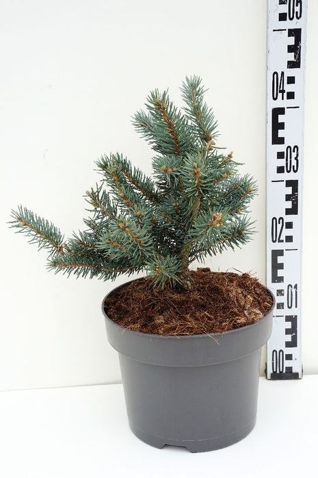 Picea pungens "Karpaatit"