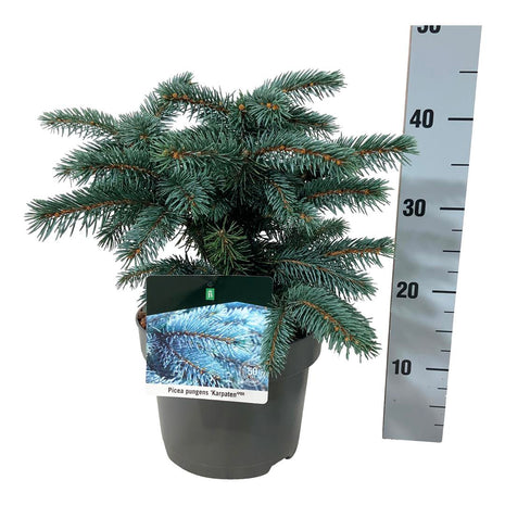 Picea pungens "Karpaatit"