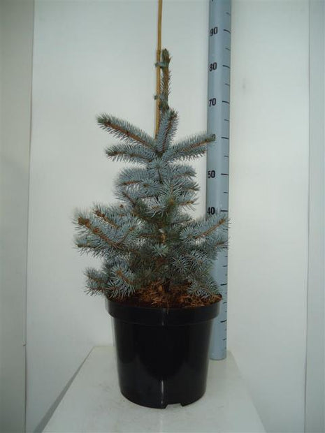 Picea pungens 'Koster'