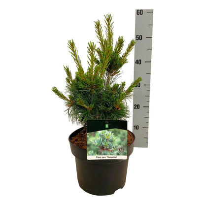 Pinus parviflora &
