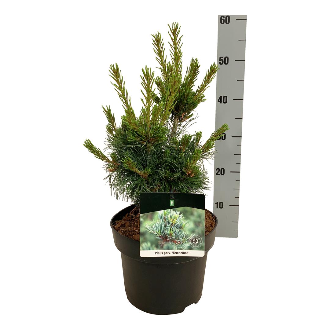 Pinus parv. &