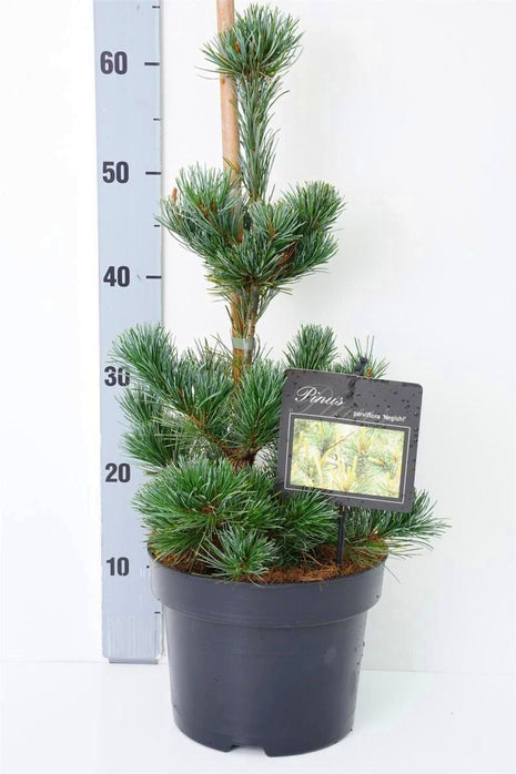 Pinus parv. "Negishi"