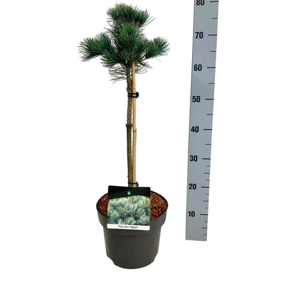 Pinus parv. &