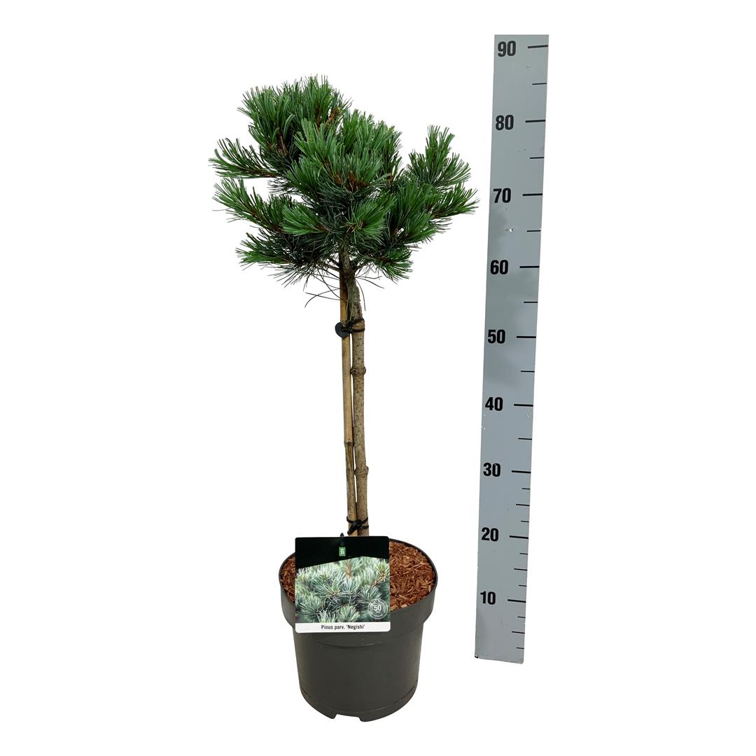 Pinus parv. &