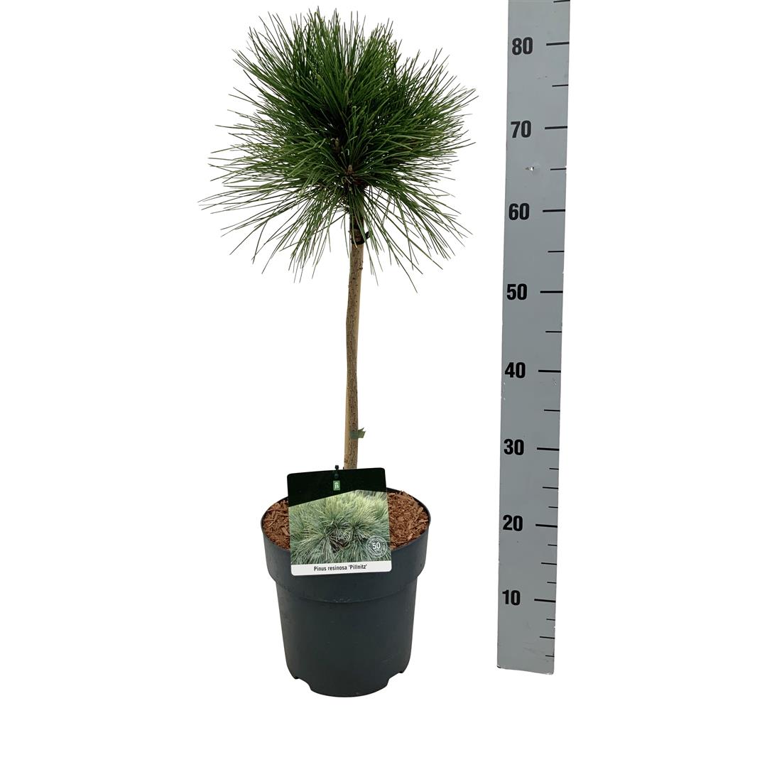 Tall resinosa &