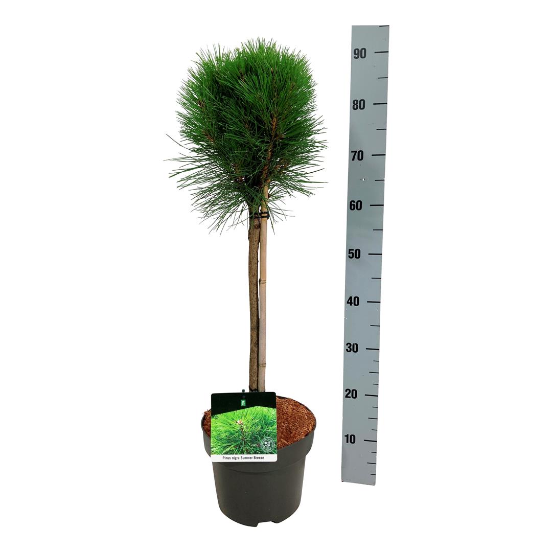 Pinus &