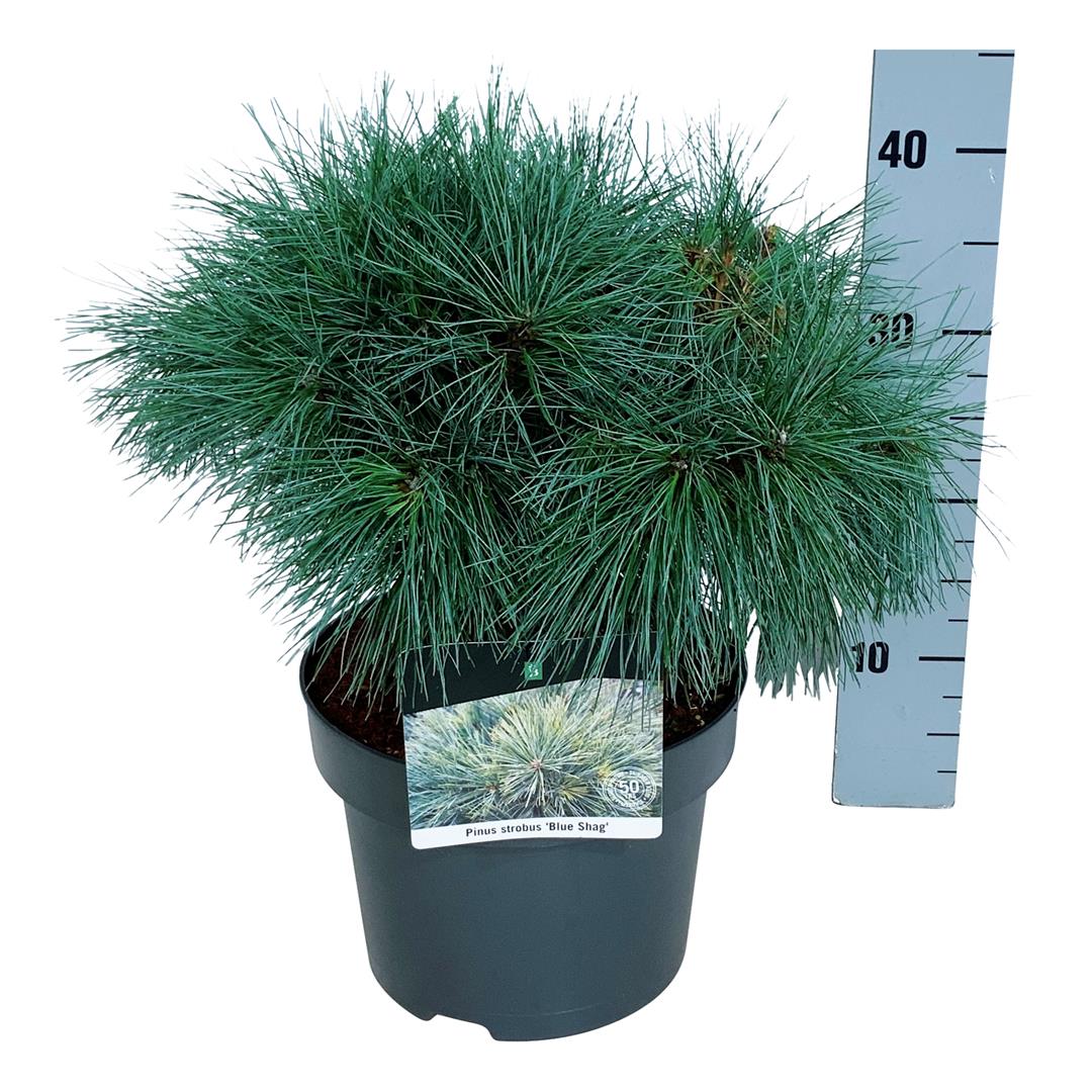Pinus strobus &