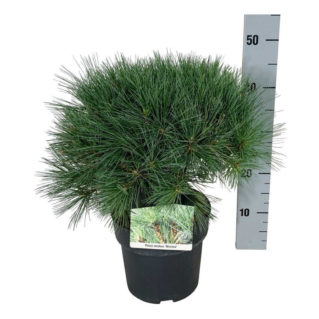 Pinus strobus &