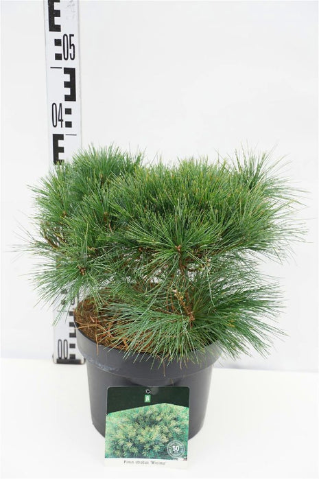 Pinus strobus 'Minima'