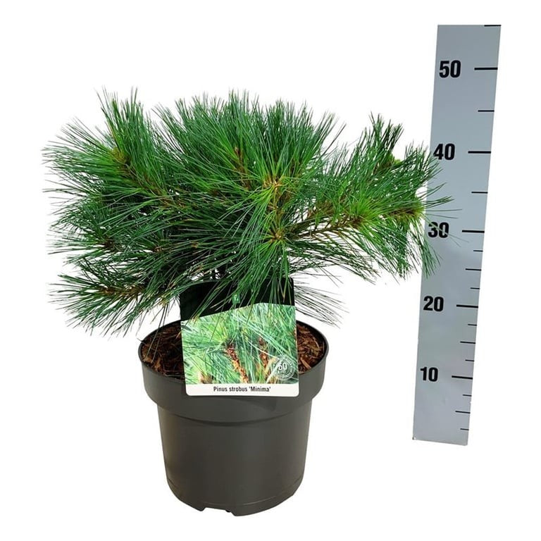 Pinus strobus &