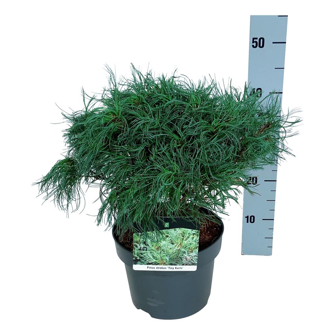 Pinus strobus &
