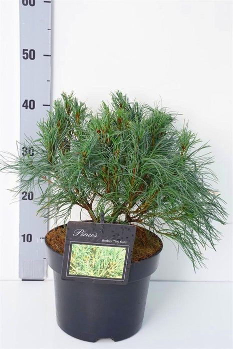 Pinus strobus "Tiny Curls"