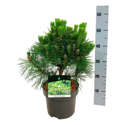 Pinus thunbergii &