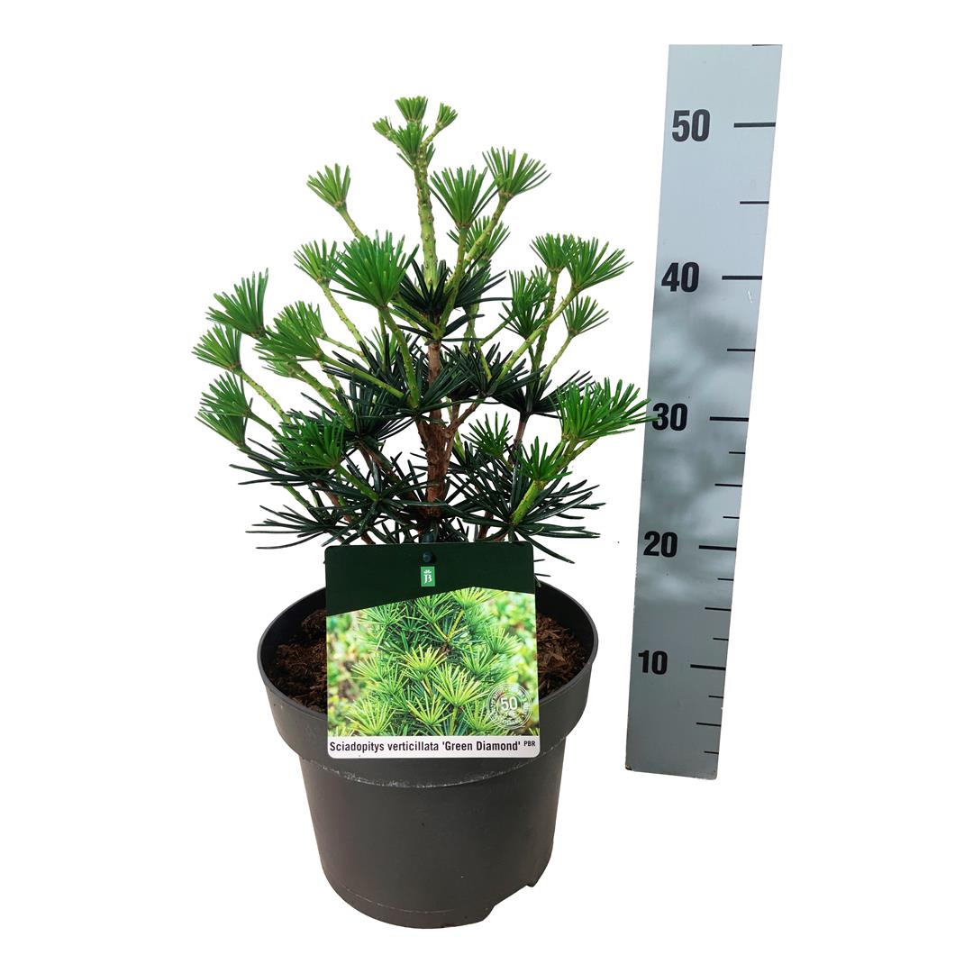 Sciadopitys vert. &