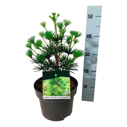 Sciadopitys vert. &