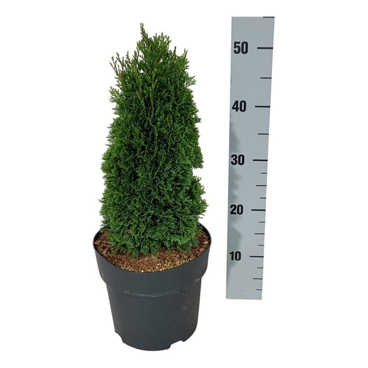 Thuja occidentalis &