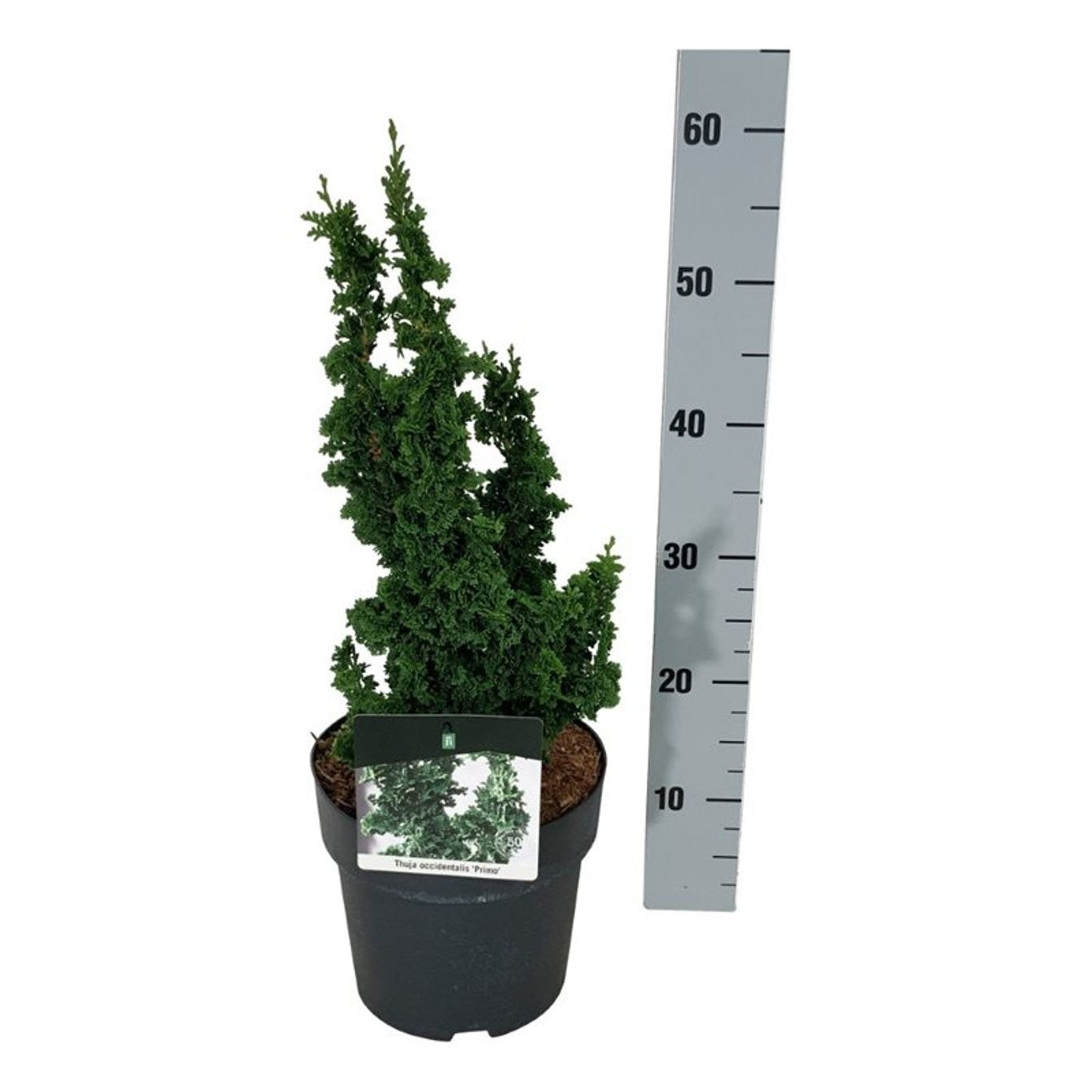Thuja occidentalis &
