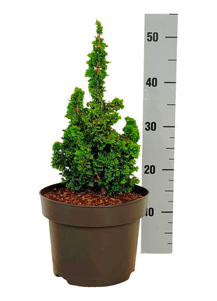 Thuja occ. 'Primo'