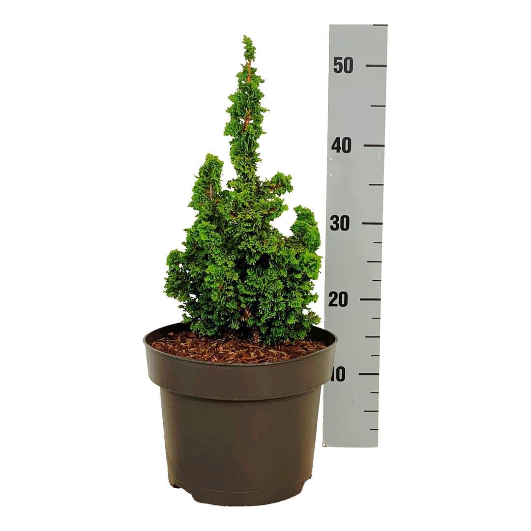 Thuja occ. &