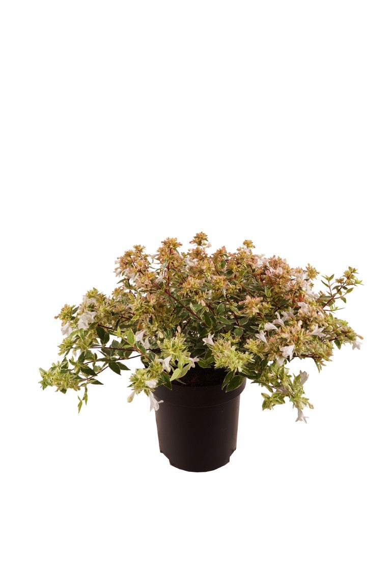Abelia grand. &