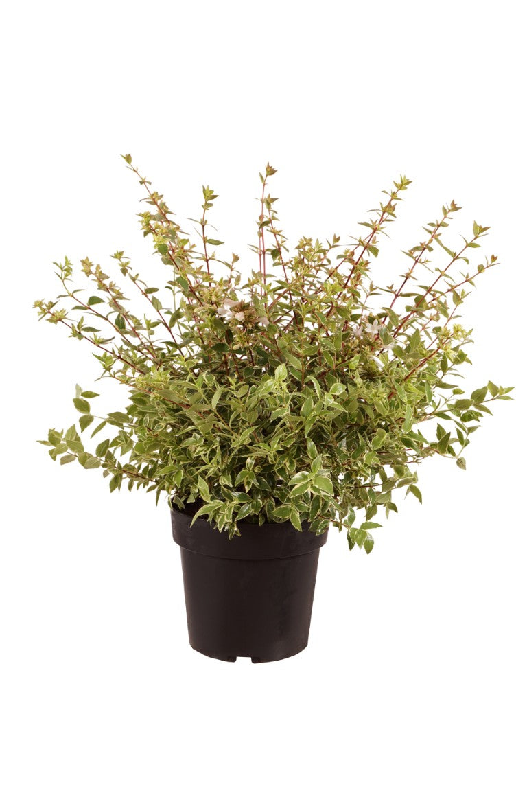 Abelia grand. &