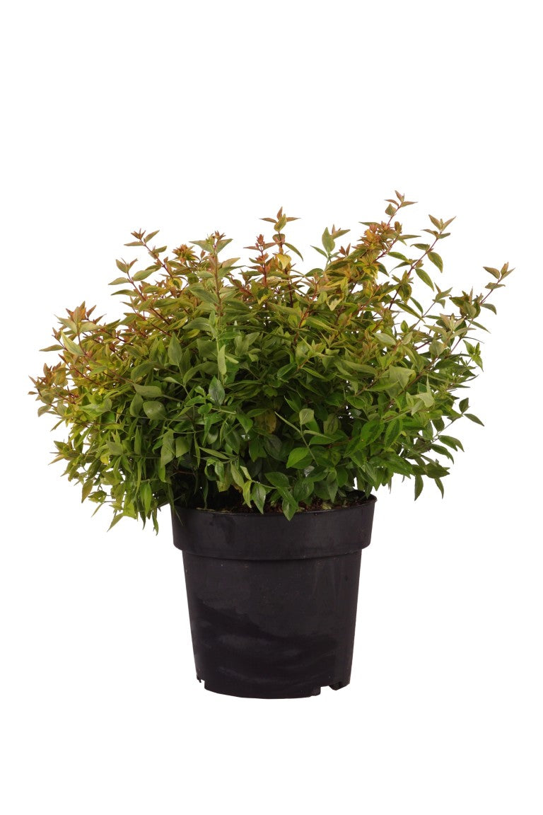 Abelia grand. &