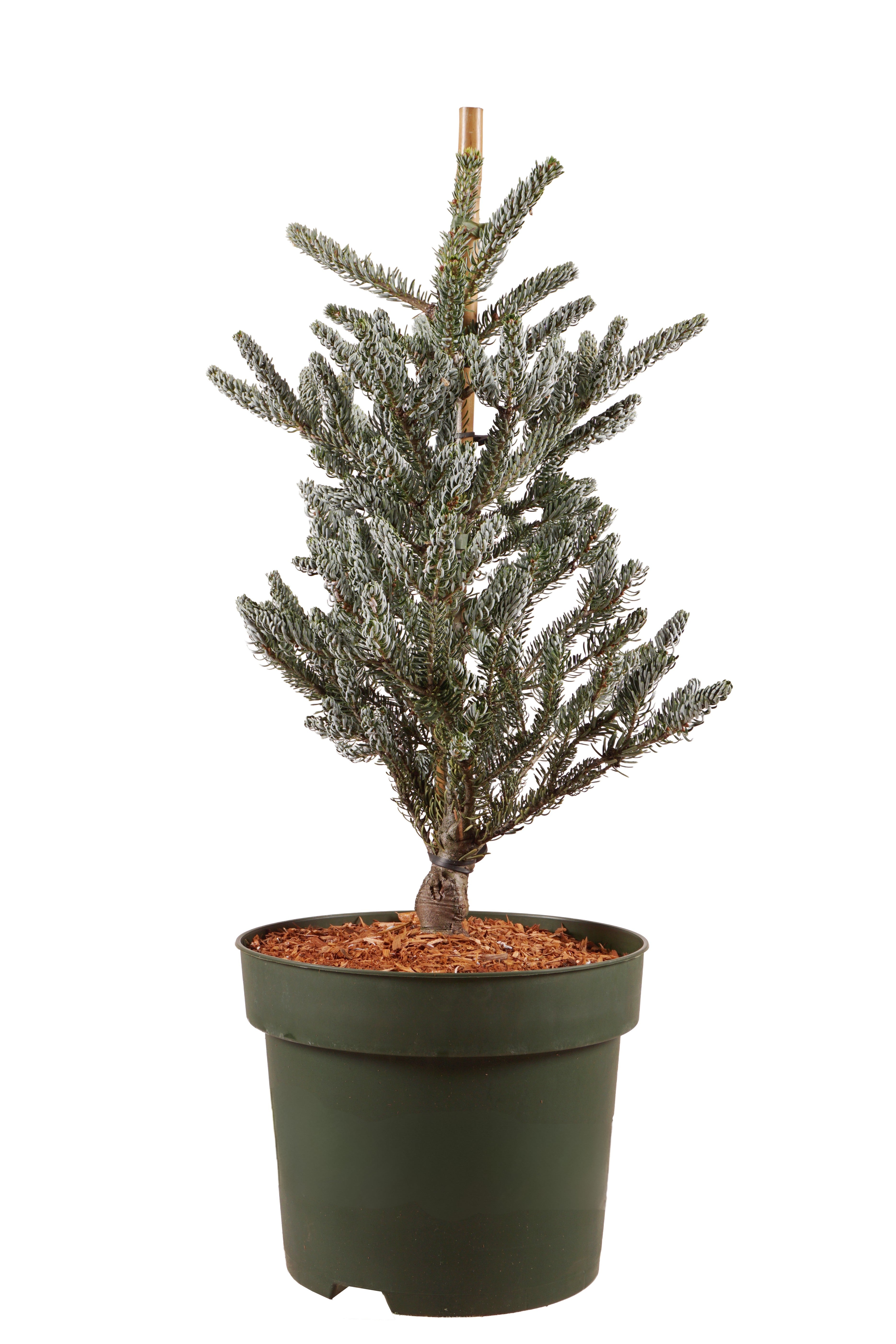 Silvergran koreana &