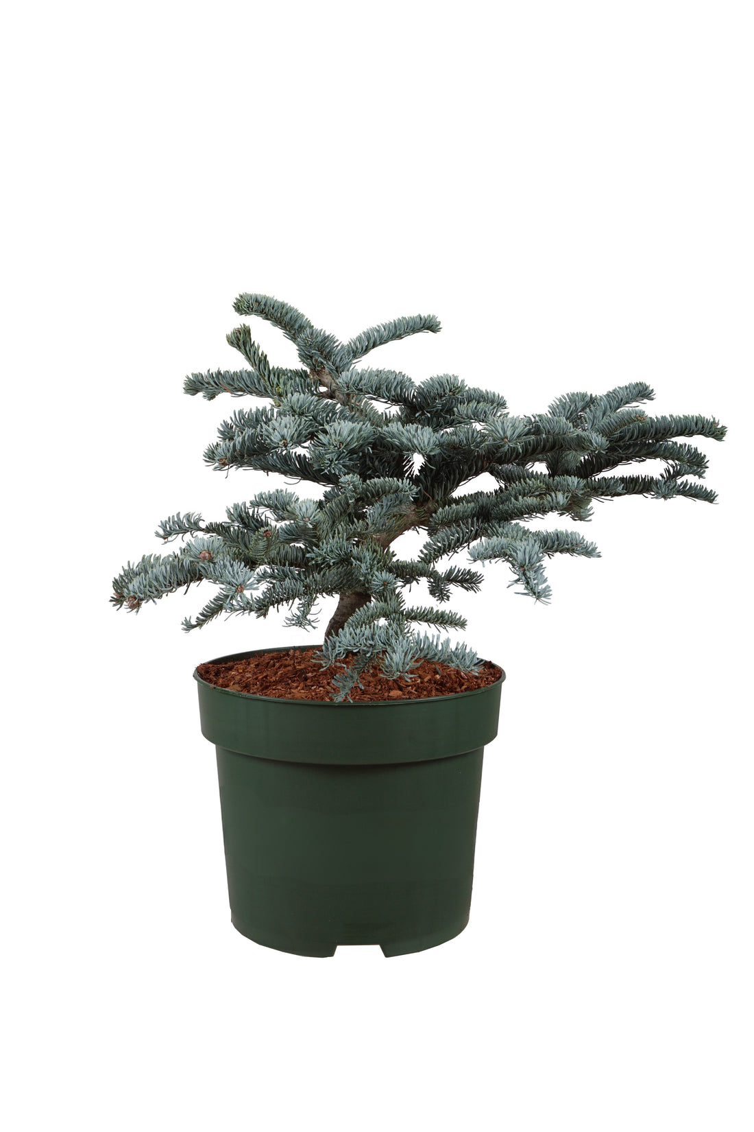 Silvergran procera &