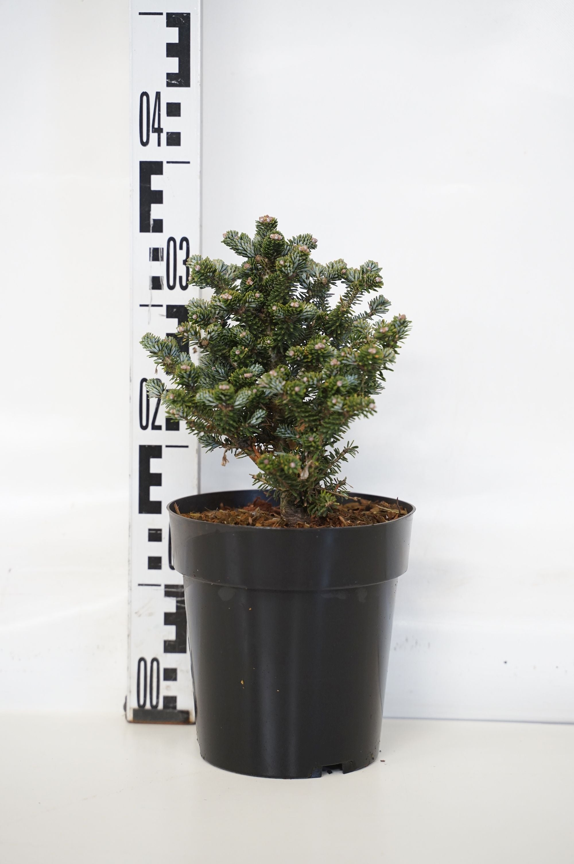 Silvergran koreana &